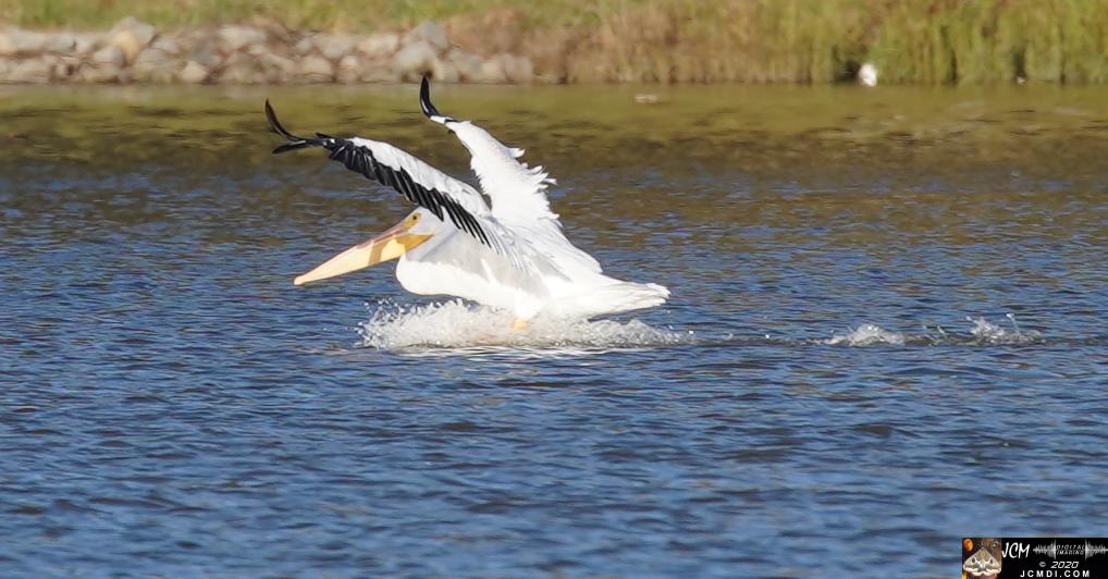 20201030 Old Hickory Lake TN Pelicans